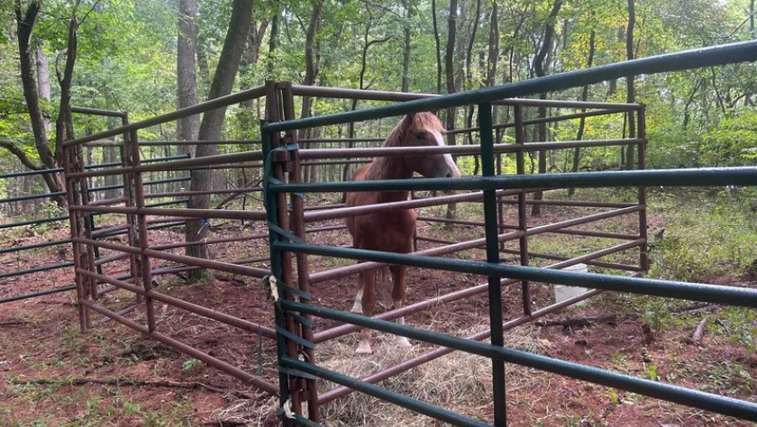 Liberty Reservoir mustang captured after months roaming