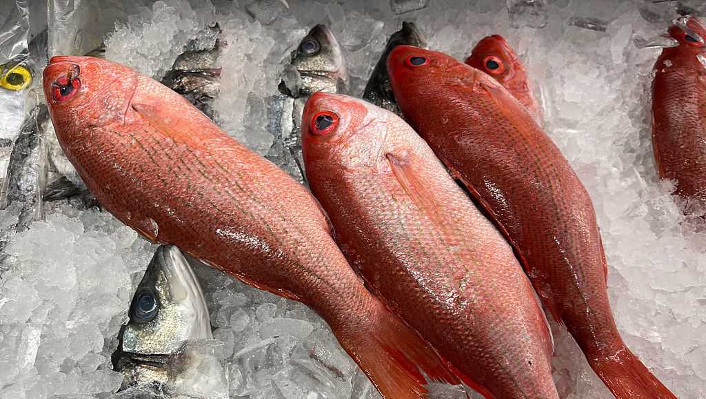 Federal judge halts Florida’s expanded red snapper season hours before start