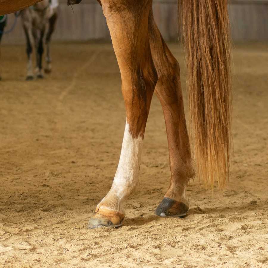 The lower legs of a chestnut horse with a white sock marking.