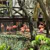 Wildlife advocate campaigns to make flamingo Florida's state bird