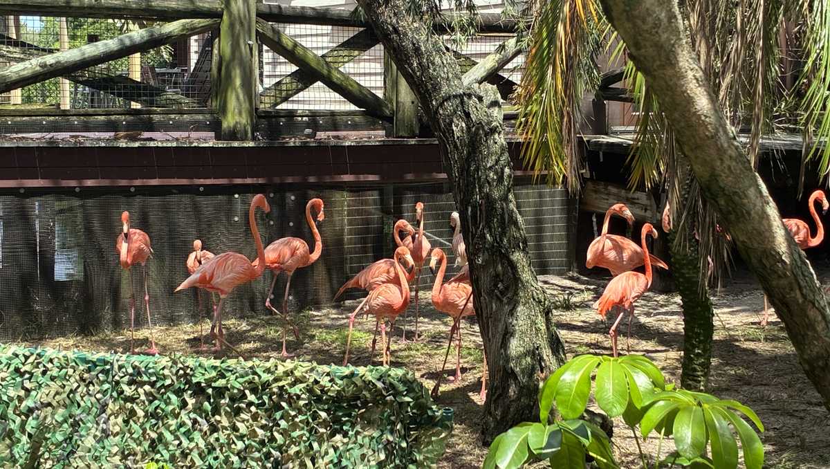 Wildlife advocate campaigns to make flamingo Florida's state bird
