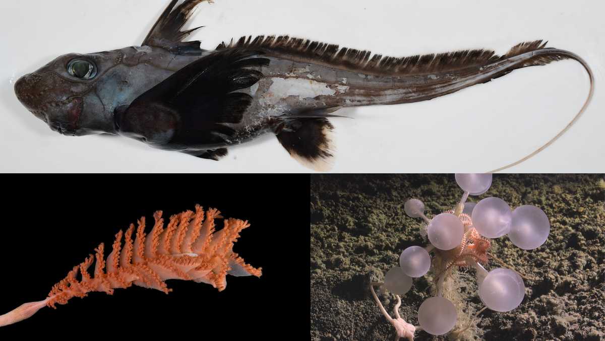From ‘ghost sharks’ to ‘death ball’ sponges: Scientists find more than 1,100 unusual ocean species