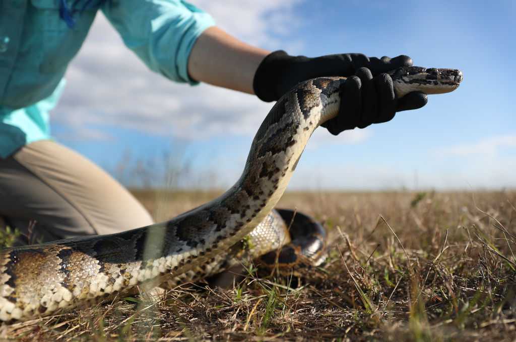 Scientists use raccoons, possums with tracking devices to locate invasive Burmese pythons in Florida