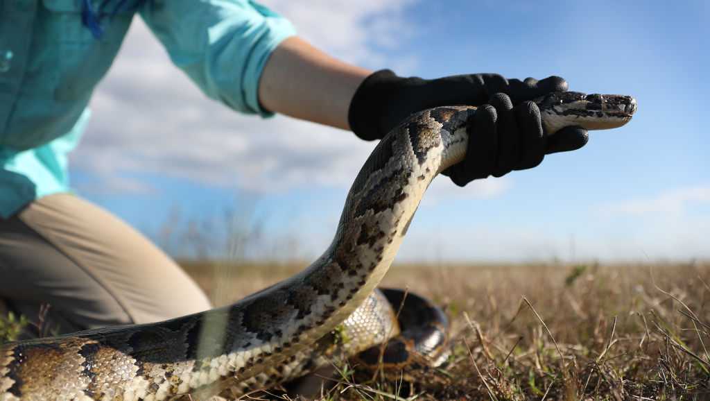 Scientists use raccoons, possums with tracking devices to locate invasive Burmese pythons in Florida
