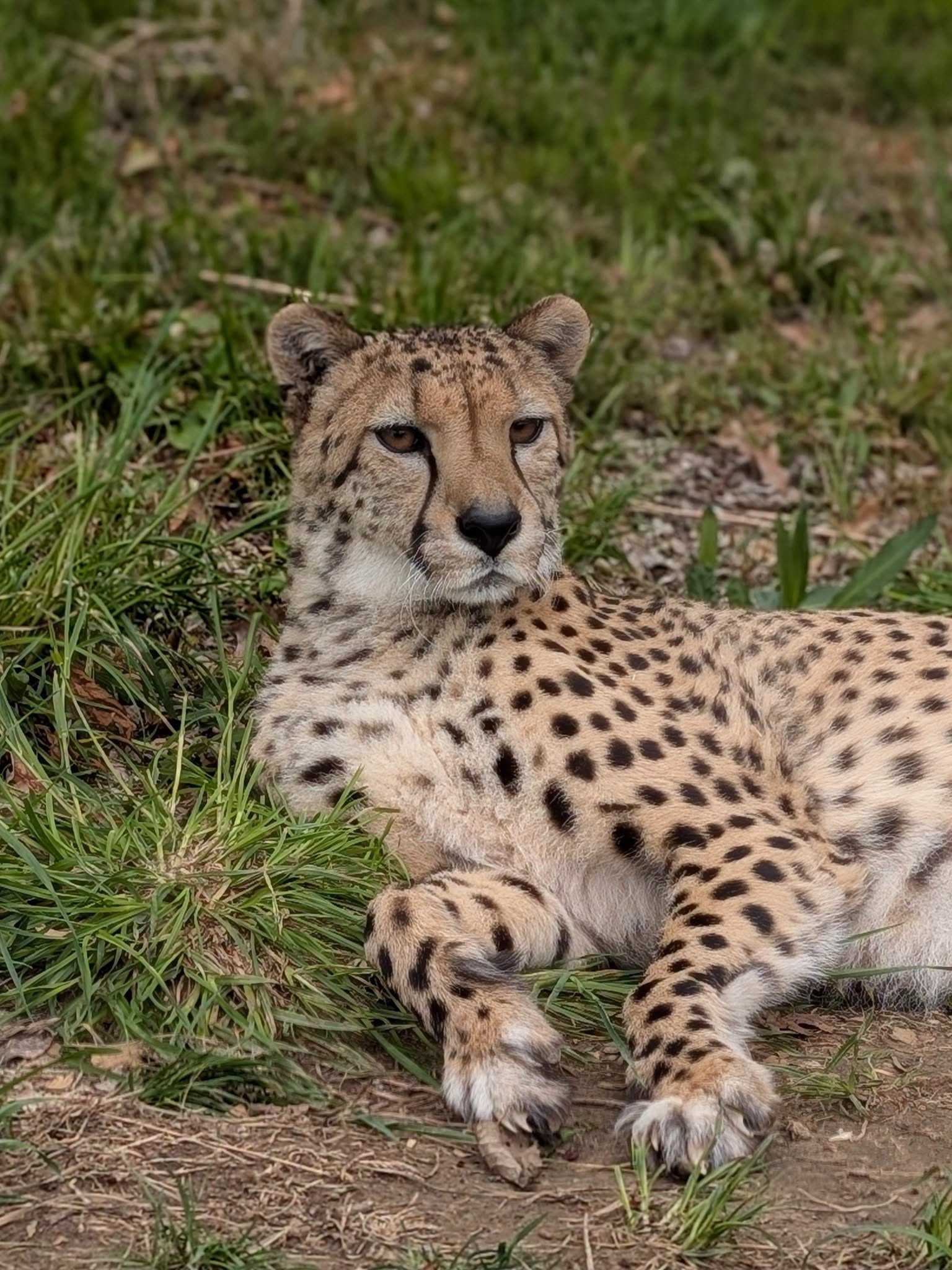 Omaha's Henry Doorly Zoo announces death of its cheetah