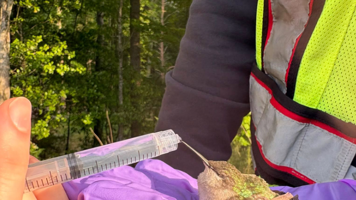 PHOTOS: Hummingbird rescued after Randolph County crash