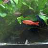'It's killing fish': Westbrook pet store hearing complaints of unusable tap water in fish tanks