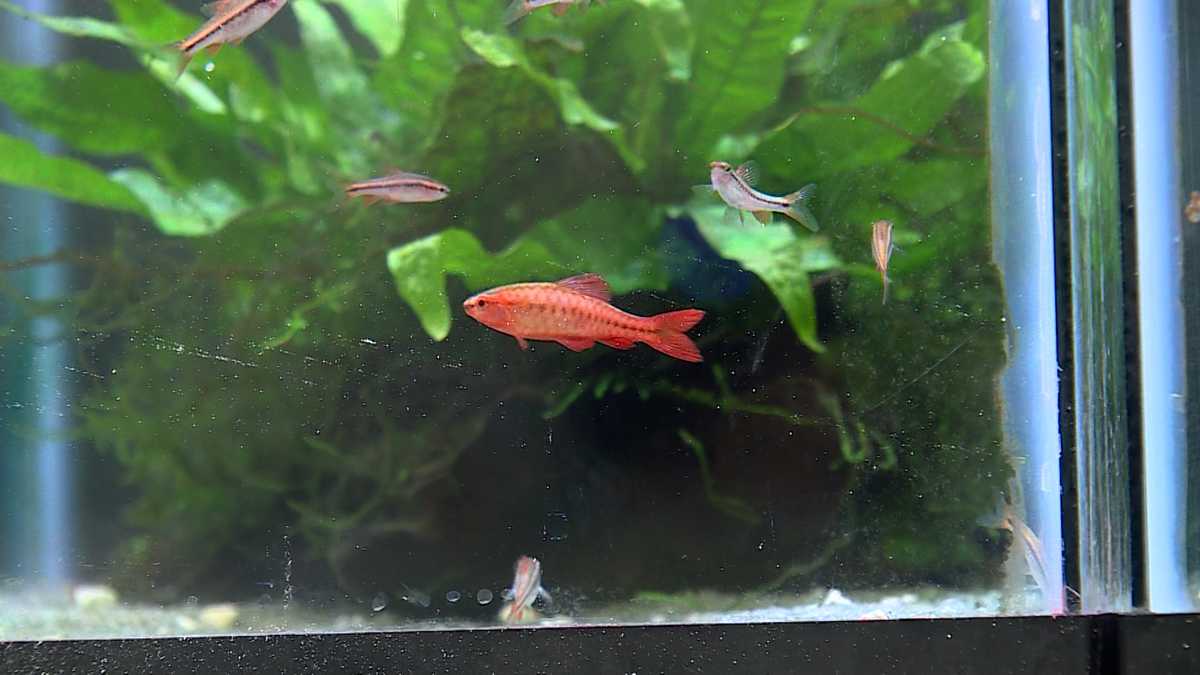 'It's killing fish': Westbrook pet store hearing complaints of unusable tap wate...