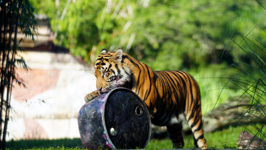 Bakso the Sumatran tiger leaving Disney's Animal Kingdom