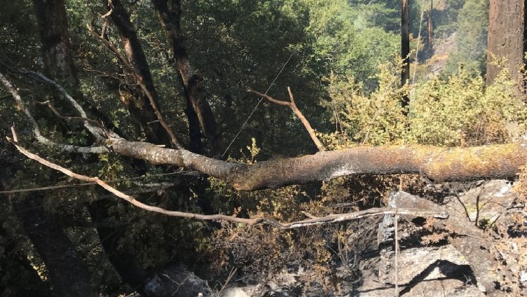 U.S. sues California utility over 2020 Hobo Fire that burned in Shasta-Trinity National Forest