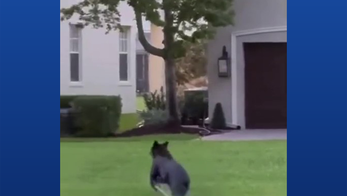 Port St. Lucie police warn residents after black bear spotted in Town Park