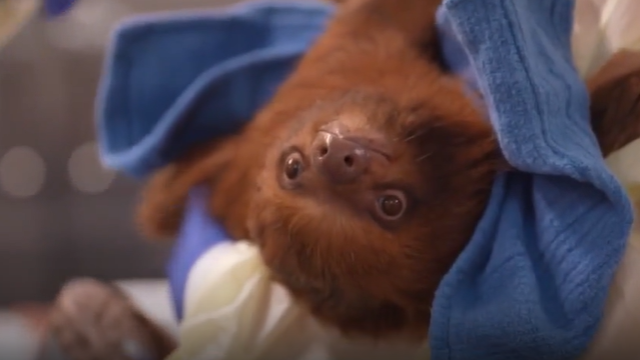 Sloth World facing lawsuits after 31 sloths die before attraction opens in Orlando