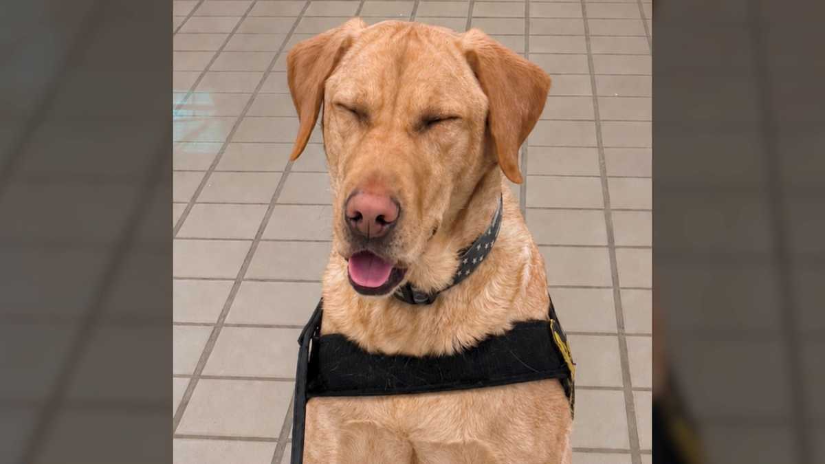 Vote now: Pittsburgh's 'Epic' is in final four of TSA Cutest Canine Contest