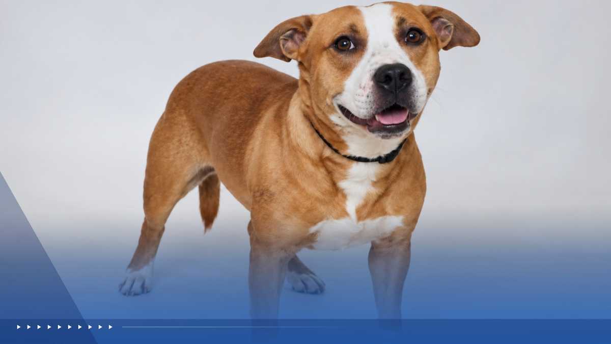 WPBF to the Rescue: Helping animals find forever homes