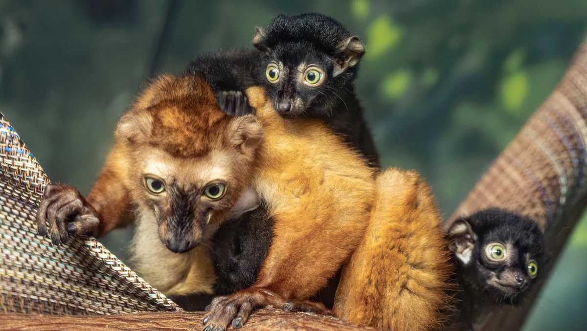 Omaha's Henry Doorly Zoo announces birth of lemur twins