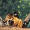Omaha's Henry Doorly Zoo announces birth of lemur twins