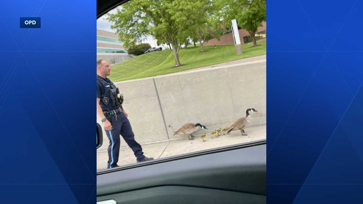Omaha police help geese cross West Dodge Expressway - KETV