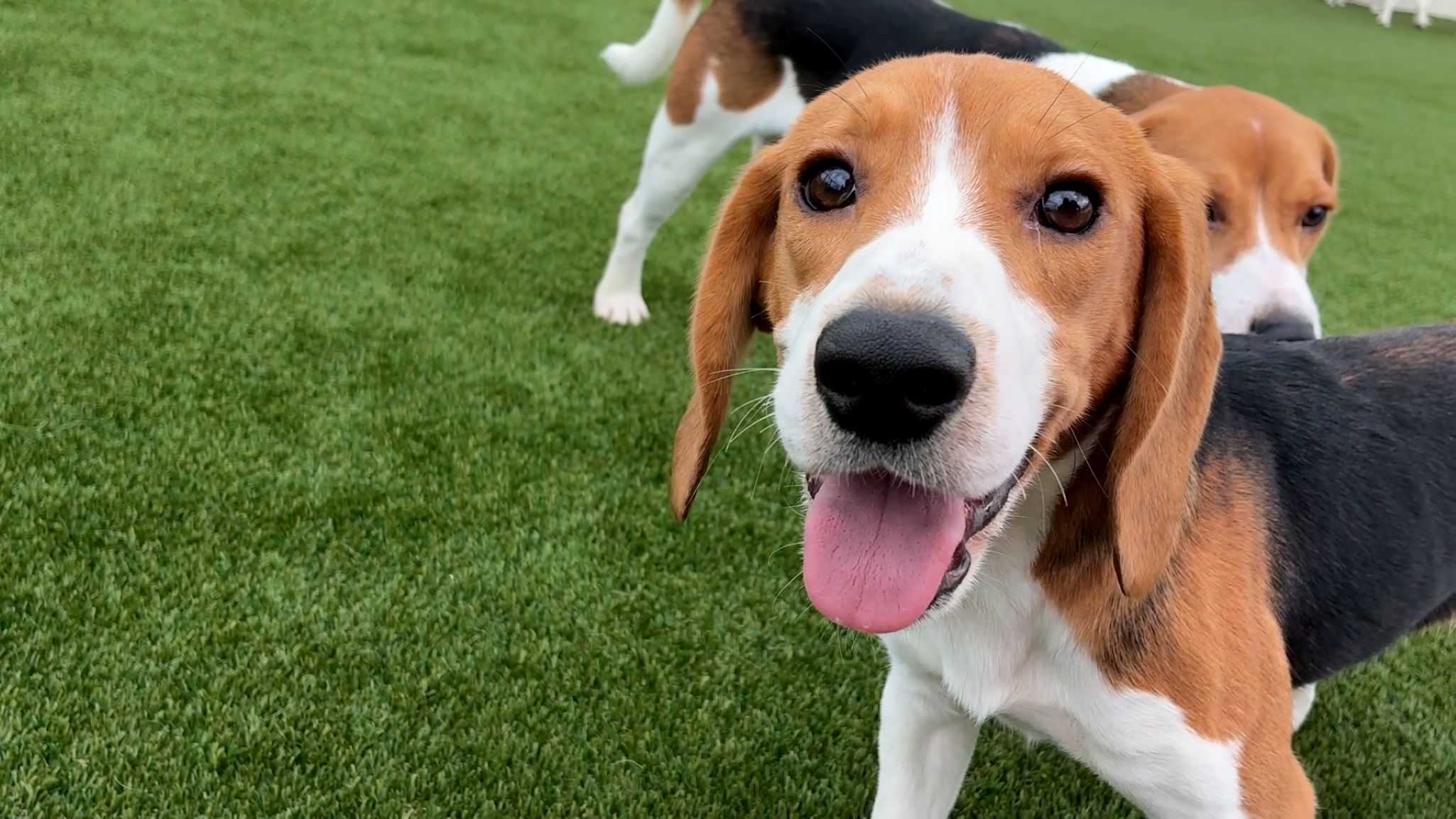 Florida welcomes more than 200 beagles rescued from research breeding facility in Wisconsin