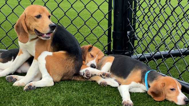 from cages to couches: beagles rescued from research breeding facility begin new chapter