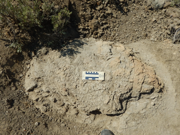 First-ever adult Tyrannosaurus rex trackway discovered in North