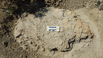 First-ever adult Tyrannosaurus rex trackway discovered in North Dakota badlandswdsu