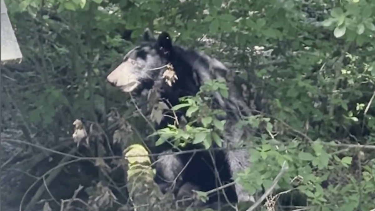 More black bear sightings reported, this time in another Mass. town
