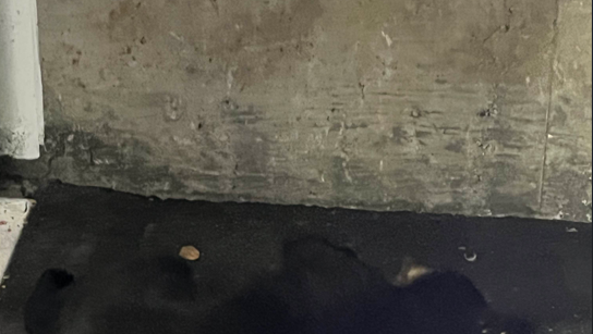 Black bear tranquilized, relocated after wandering through downtown Portland
