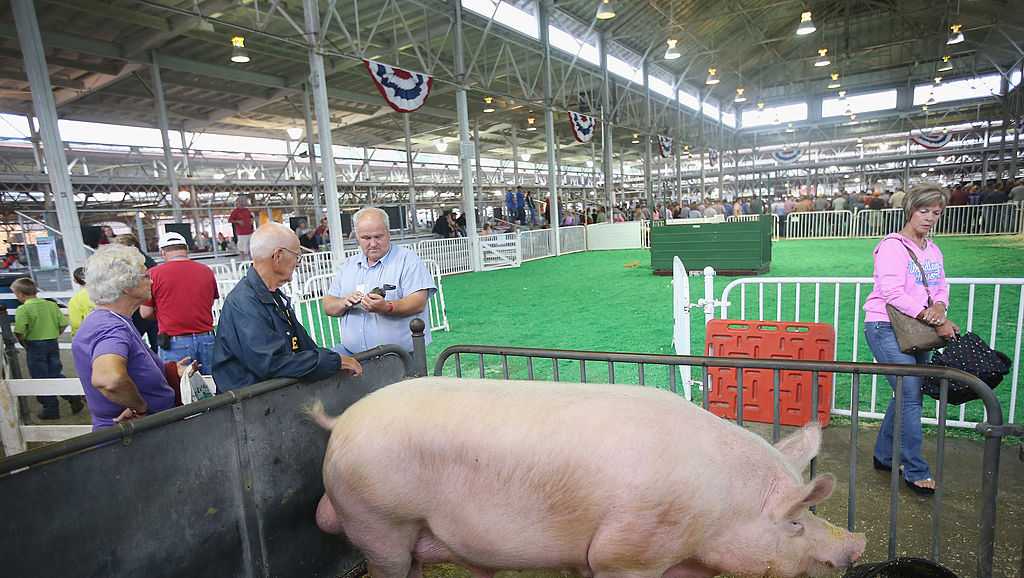 $20 million makeover: Iowa State Fair renovating historic Swine Barn