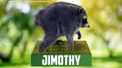 'Jimothy' the raccoon becomes pop culture star with bobblehead and Google animationketv