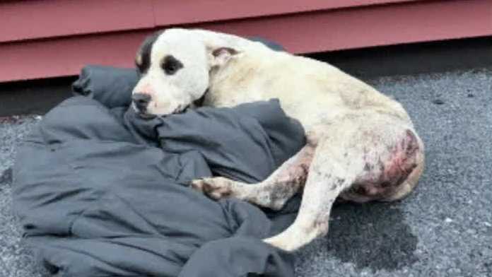 Police seek help after injured dog found abandoned in Lancaster County
