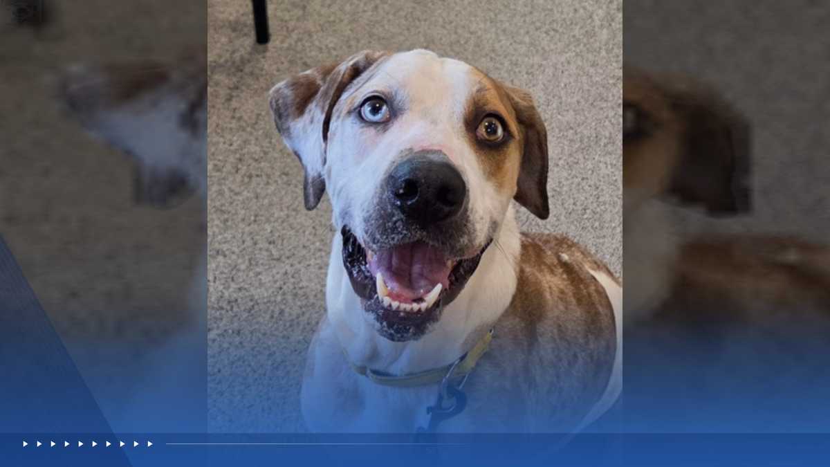 WPBF to the Rescue: Helping animals find forever homes