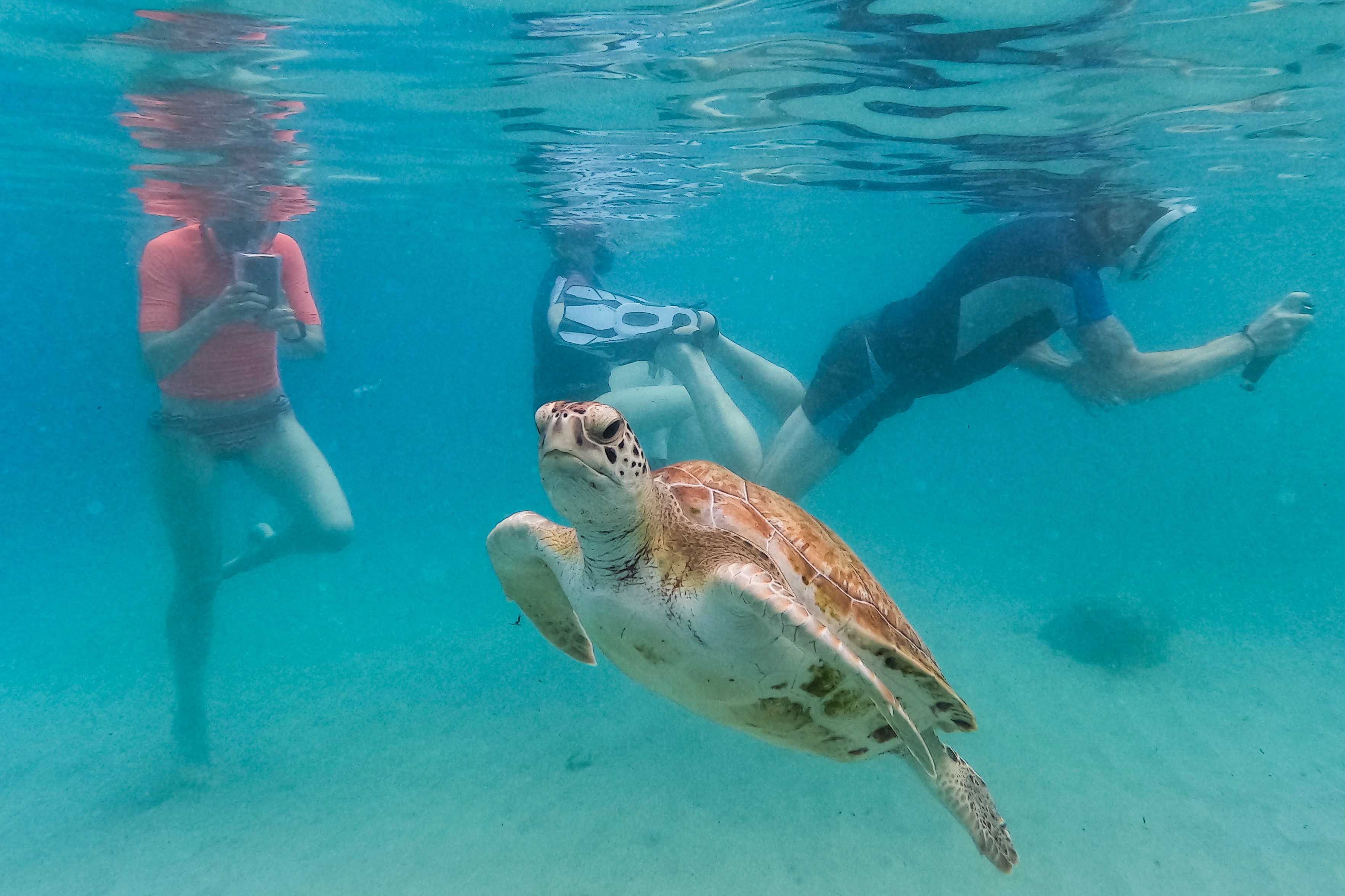 'The ocean is not supposed to do this': Earth reaches its hottest water temps on record