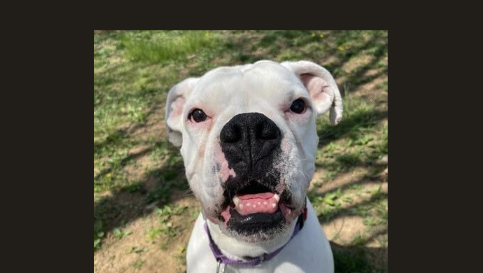 Animal rescue hosts adoption event after taking in almost 100 animals