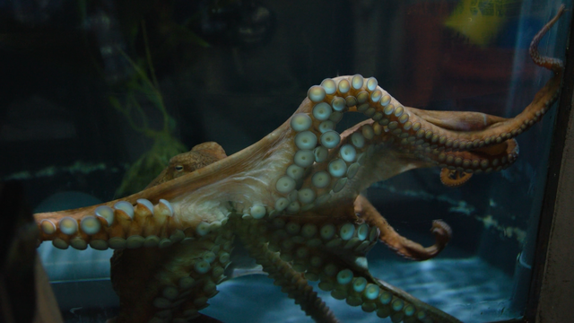 National Aquarium in Baltimore introduces Tilly, the giant Pacific octopus who recognizes people