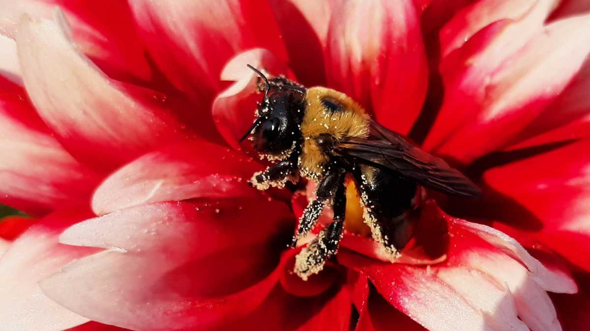 Spring Blooms! Check out this list of April and May plant sales in North Carolina