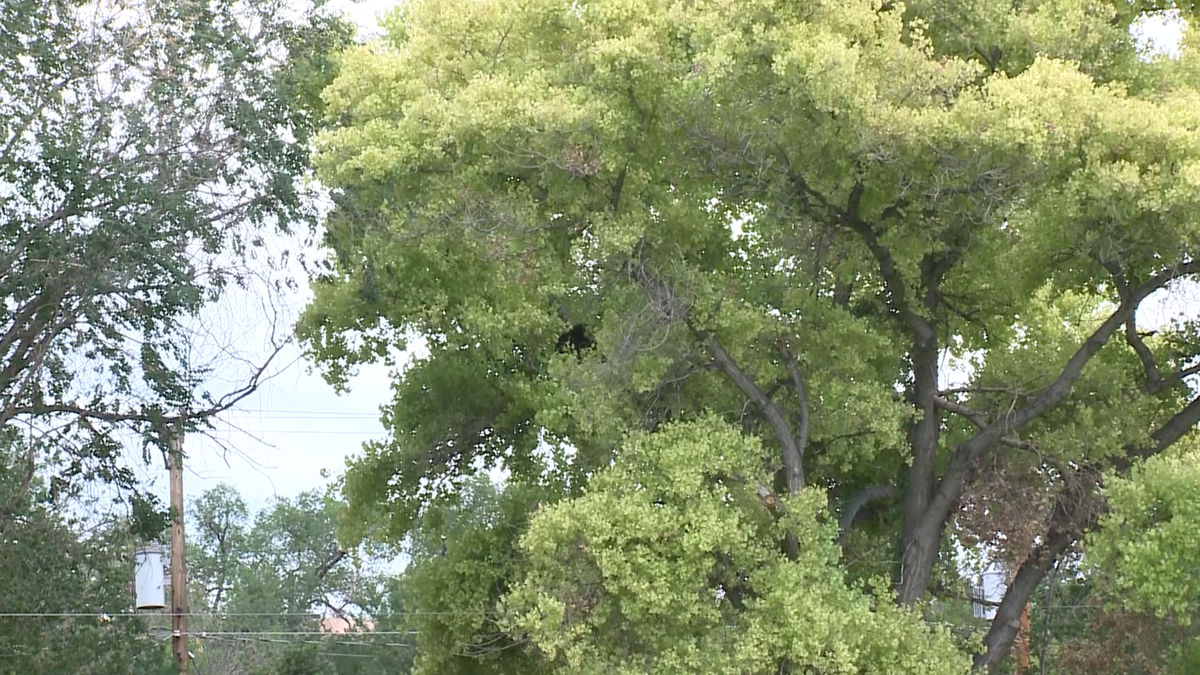 Video shows bear hanging out in tree at Fort Marcy Park