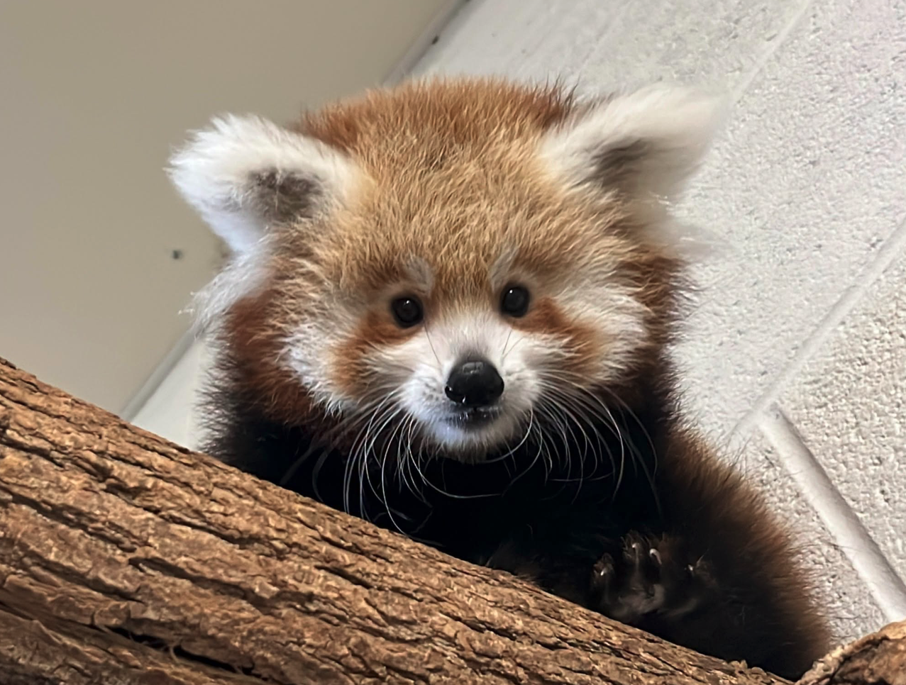 'Put your paws together': Smithsonian Zoo names red panda after nationwide vote
