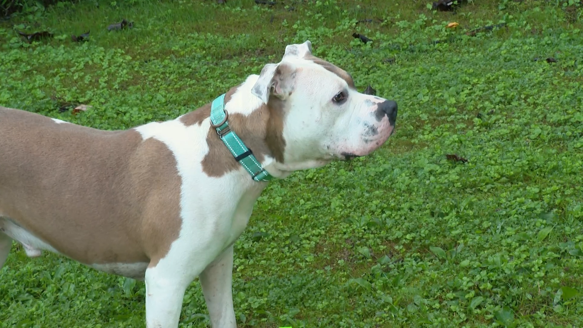 Clear the Shelters: Help Ranger the dog find a new forever home
