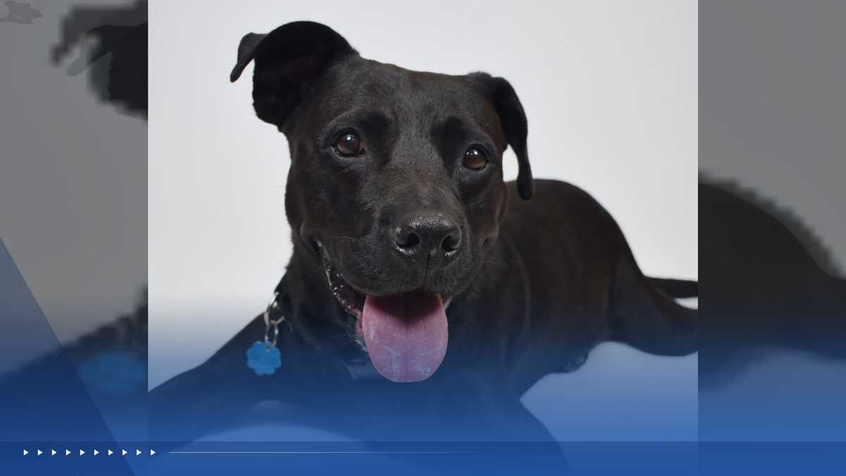 WPBF to the Rescue: Helping animals find forever homes