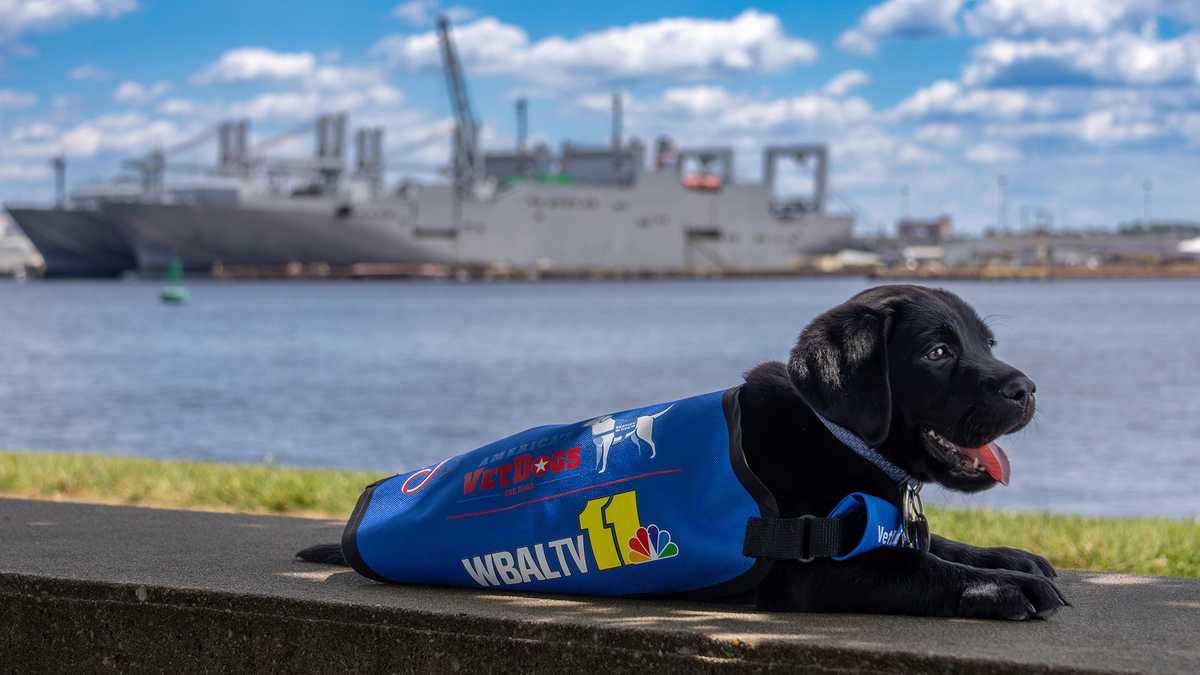 Follow the journey: Training Gunner, WBAL-TV's Puppy with a Purpose