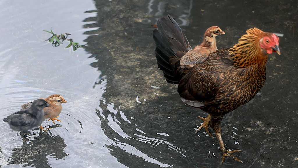 View of Florida CRB votes to allow backyard chickens