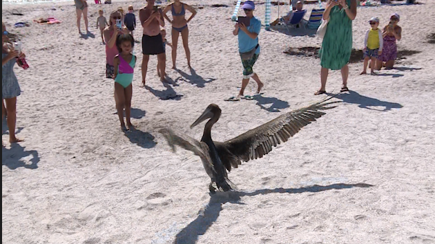 Brown pelican released in Vero Beach after weeks of rehabilitation