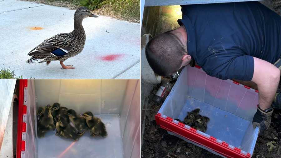 Firefighters rescue 9 ducklings from storm drain