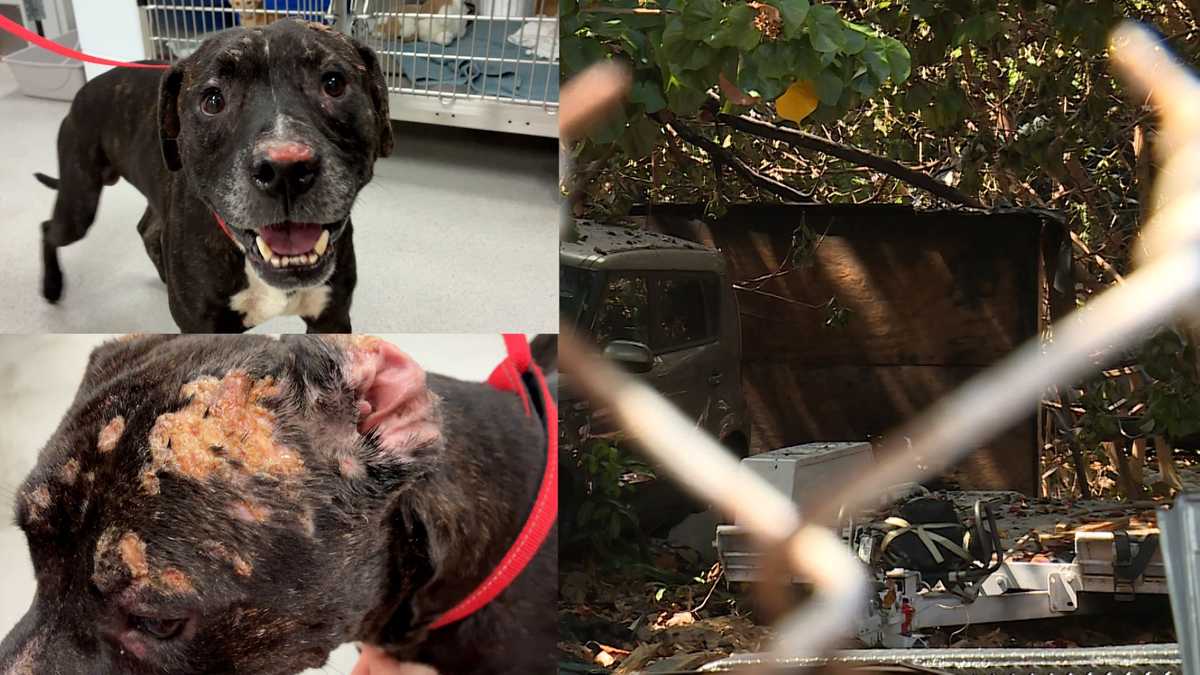Meet Phoenix: The only survivor of a deadly West Palm Beach shed fire