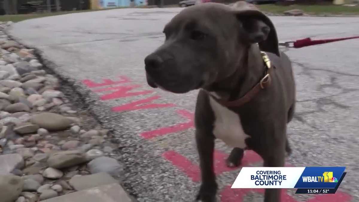 Baltimore County Council to vote on bills relating to animal protection and wellbeing