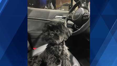 Woman Injured in Dog Attack Near Evansville Apartment Complex; Pet Stolen from Pennsylvania Grocery Store Parking Lot — image 2