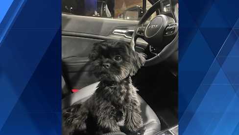 Information sought after dog stolen from vehicle parked at local Giant Eagle