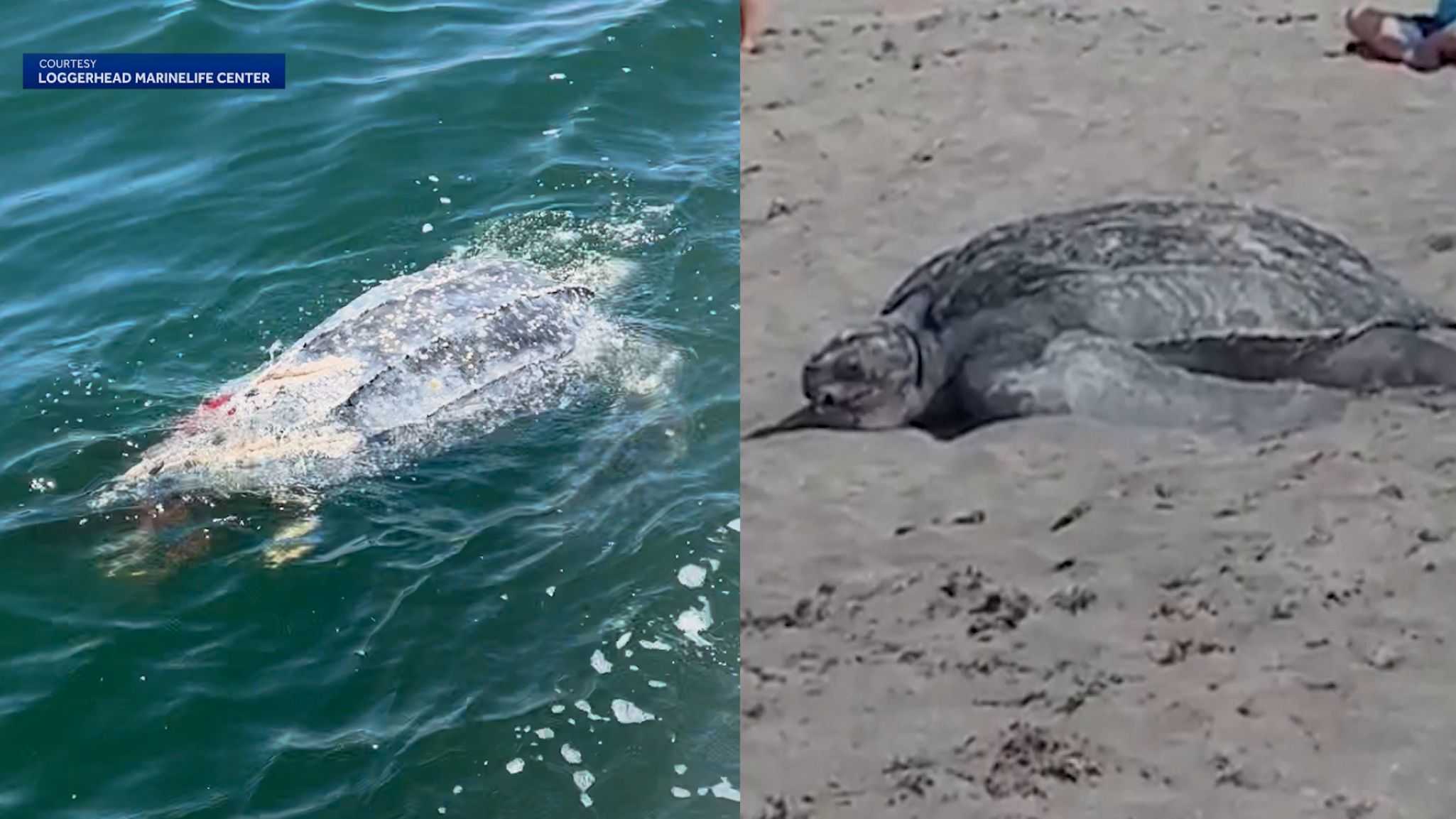 4 leatherback sea turtles killed in Palm Beach County boat strikes