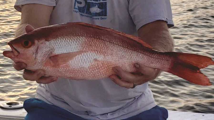 Georgia anglers get expanded red snapper season under new state project