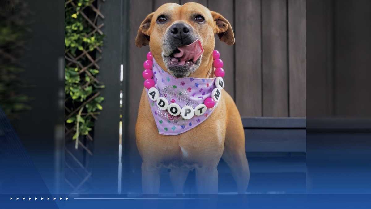 WPBF to the Rescue: Helping animals find forever homes